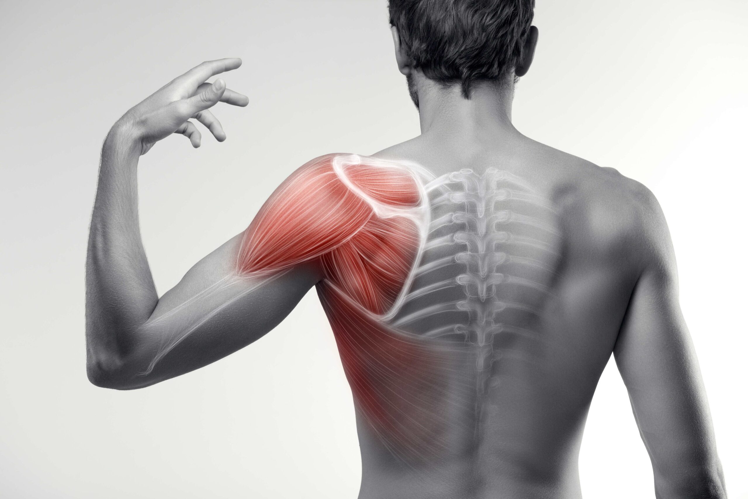 Visual of anatomy of the shoulder
