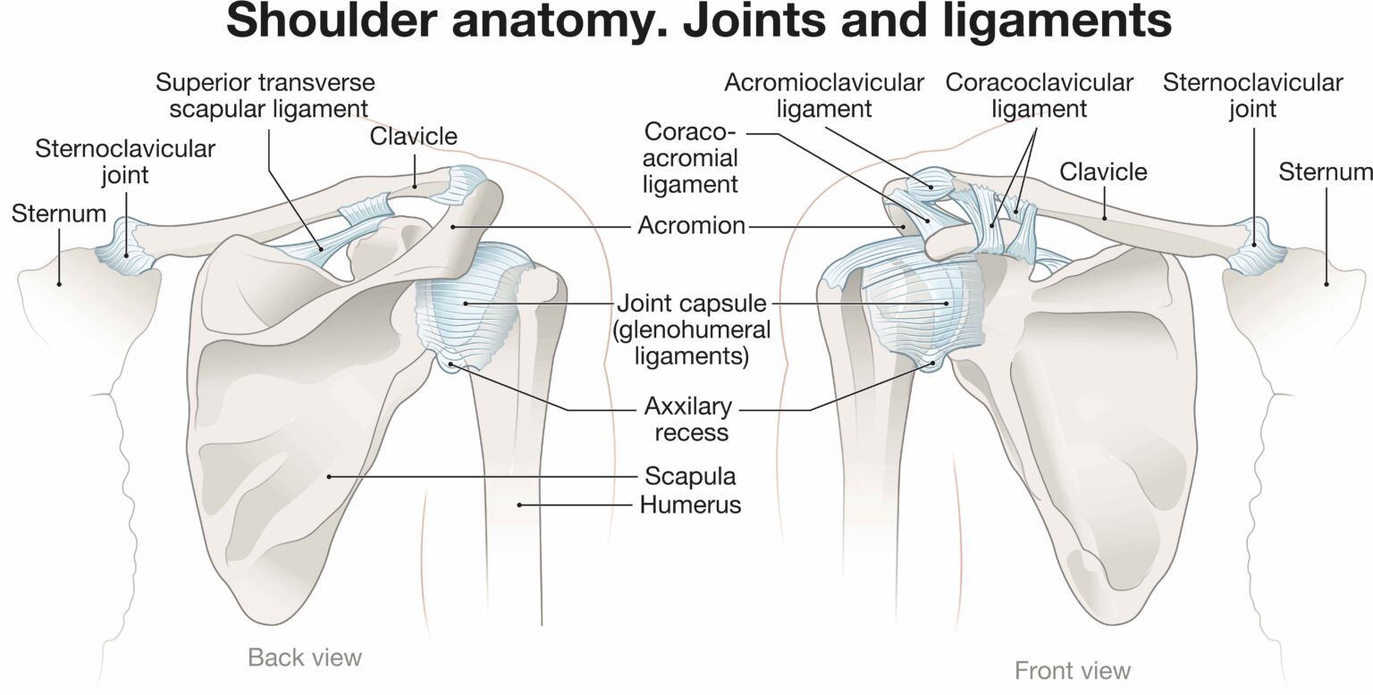 Anatomy of the Shoulder: Bones, Muscles, and Ligaments