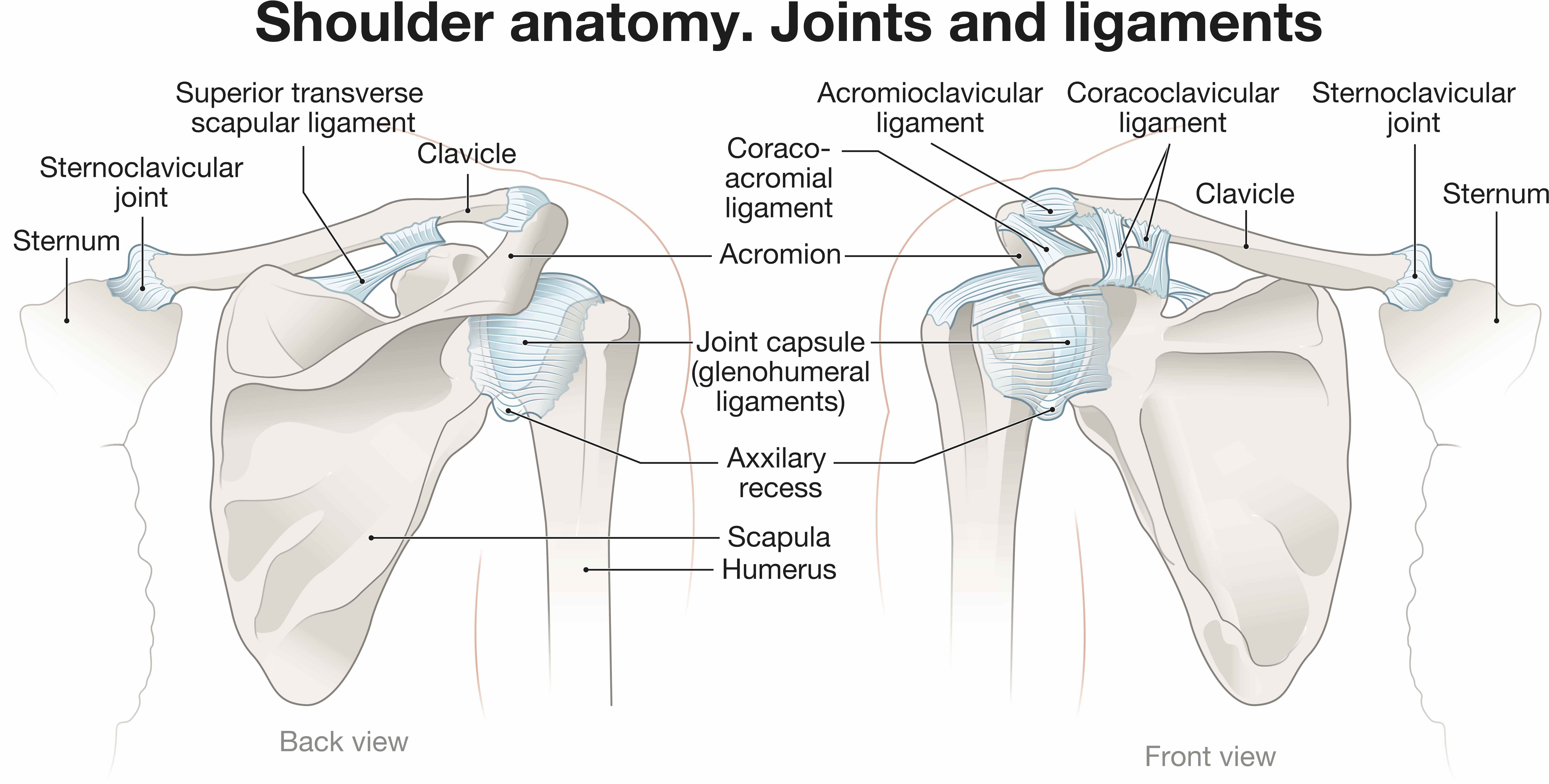 Anatomy of shoulder joints and ligaments