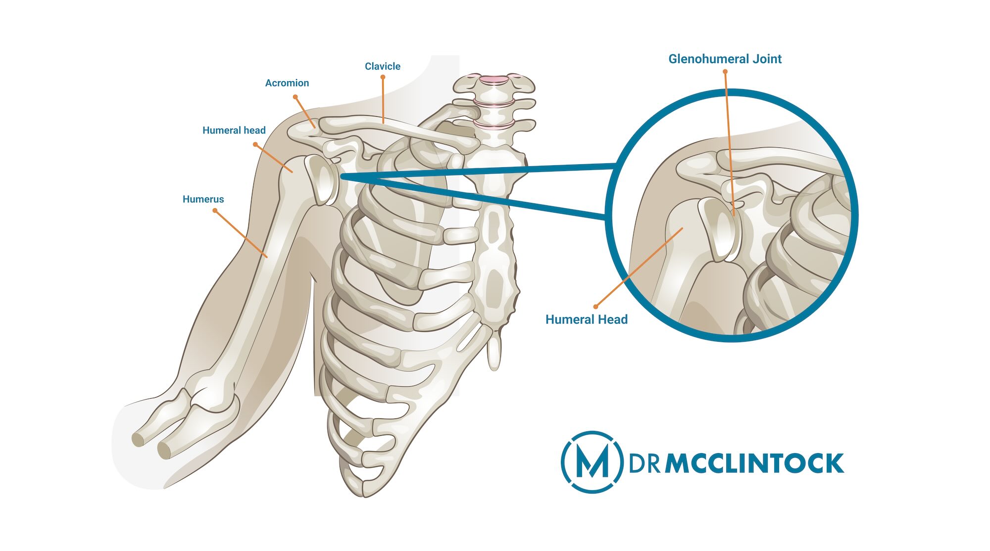 What Is a SLAP Repair? Shoulder Joint anatomy