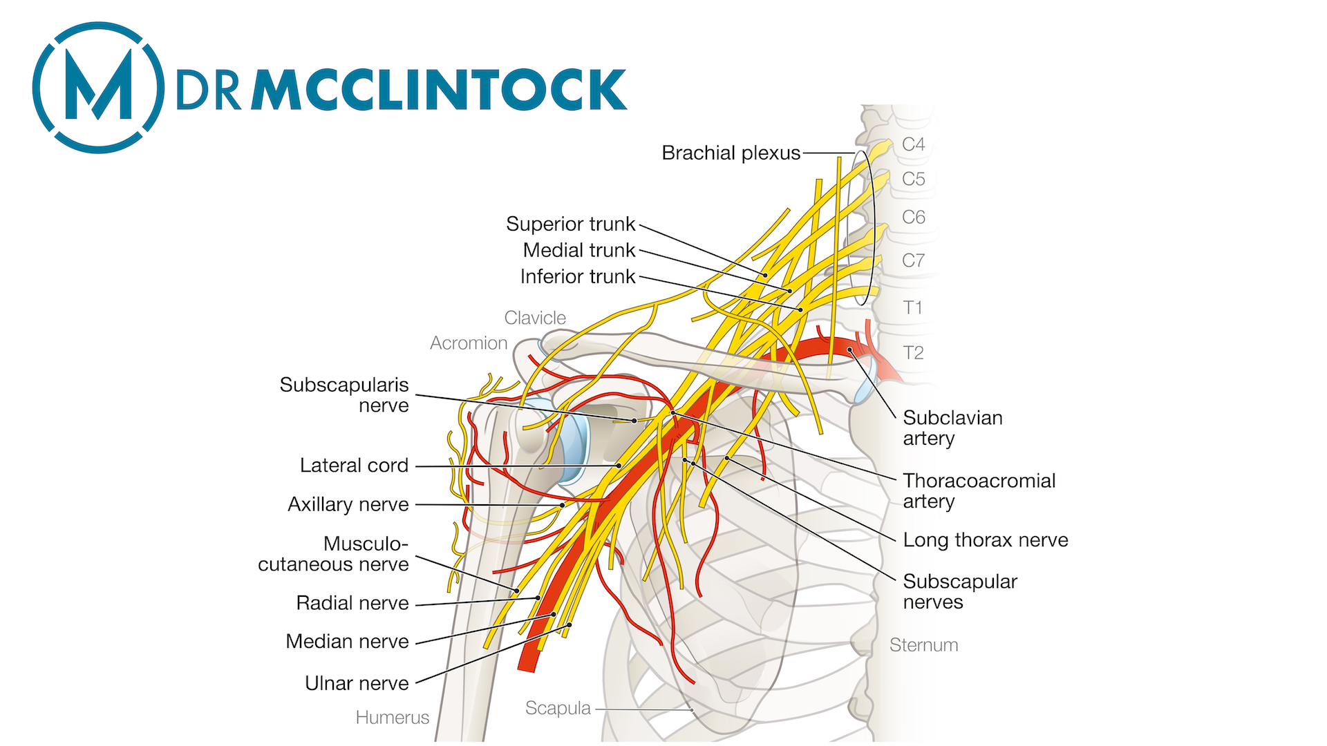 Understanding Osteonecrosis Shoulder | Vascular Anatomy of the Shoulder