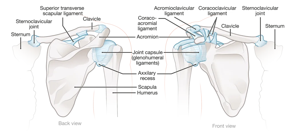 Anatomical graphic of shoulder joint