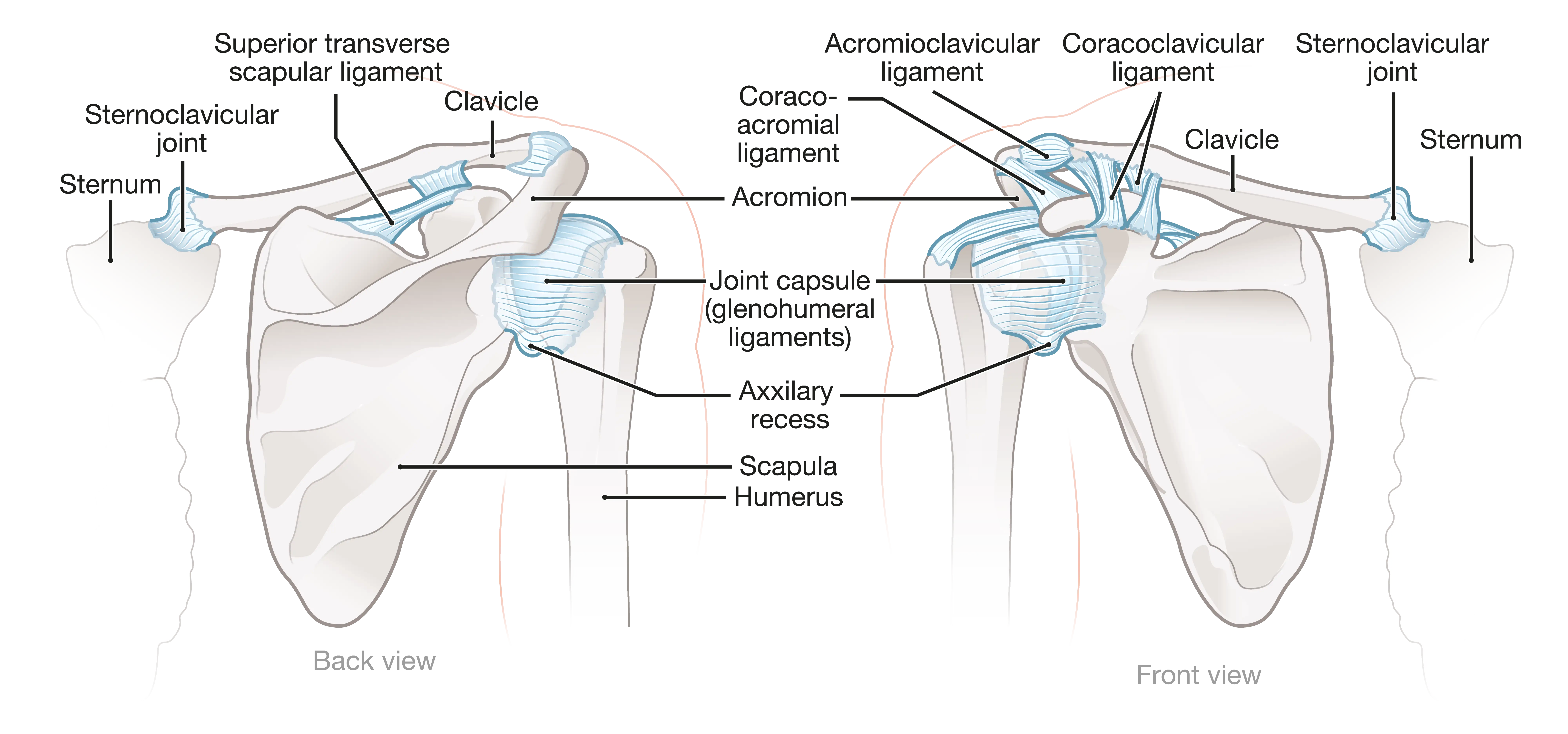 Anatomical graphic of shoulder joint