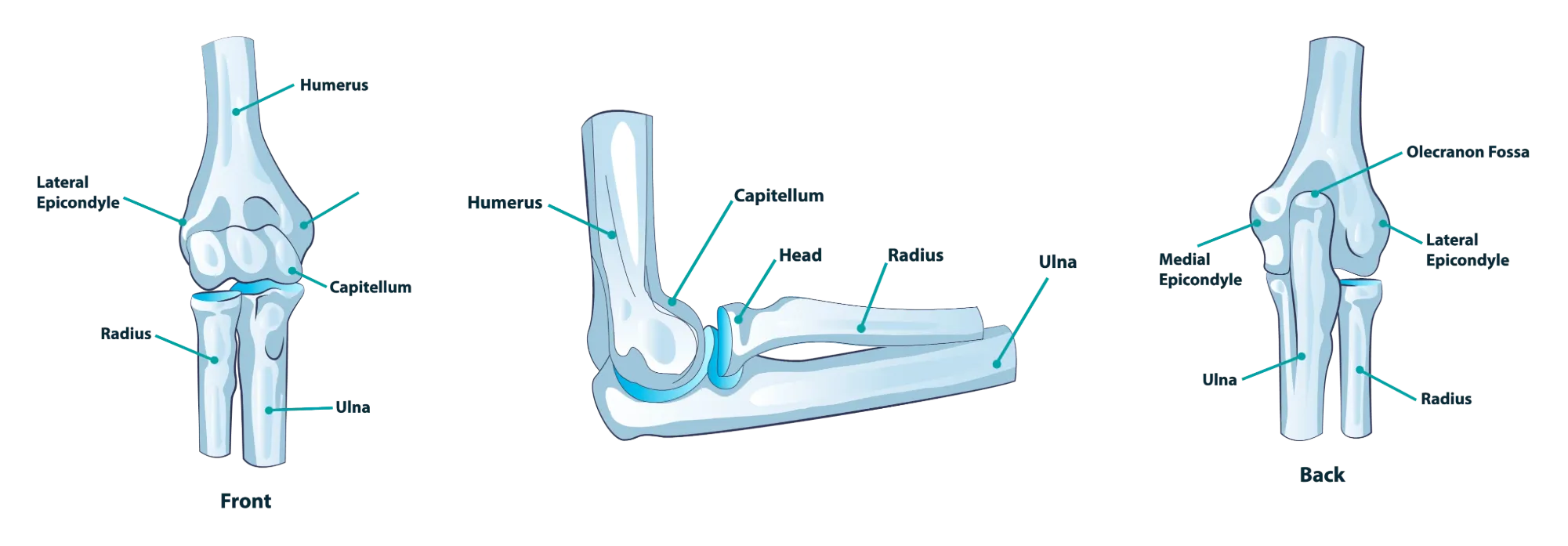 Elbow Anatomy Diagram