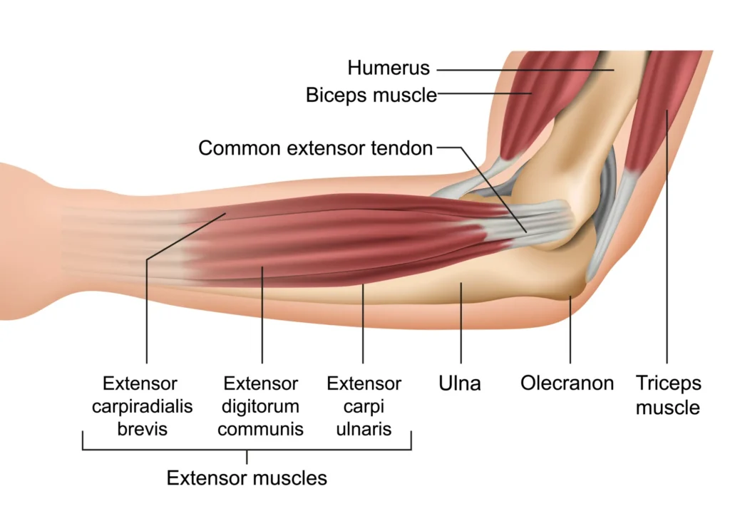 elbow anatomy diagram