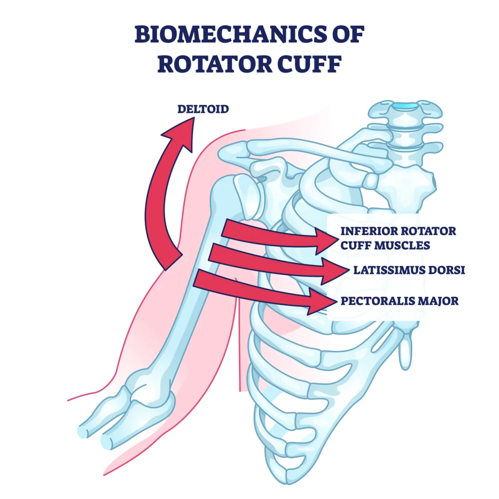 diagram of the upper body muscles including the deltoid & rotator cuff function.